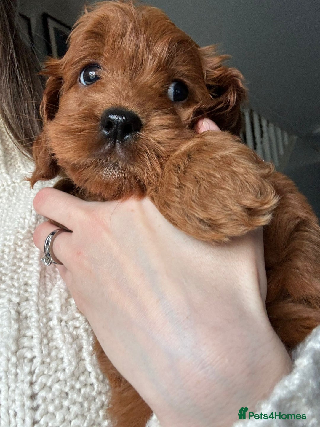 Cockapoo dogs for sale: Fox Red cockapoos for sale  - Advert 3