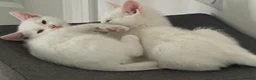 Mixed Breed cats for sale:  Very sweet 12 week old kittens to stay together - Advert 2