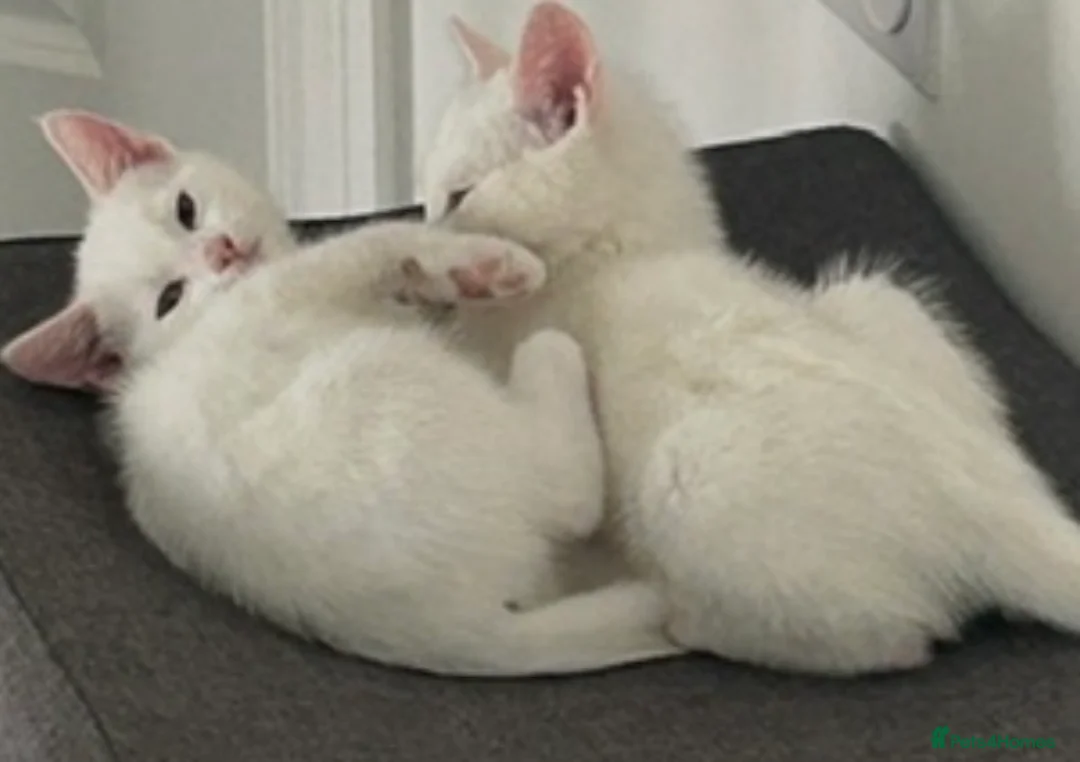Mixed Breed cats for sale:  Very sweet 12 week old kittens to stay together - Advert 2