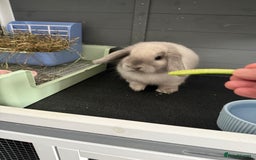 Mini Lop rabbits for sale: Beautiful Mini Lop Bunny - Image 5