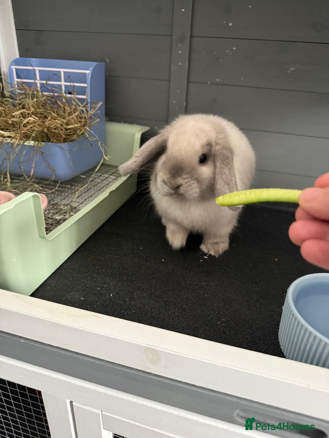 Mini Lop rabbits for sale: Beautiful Mini Lop Bunny - Image 5
