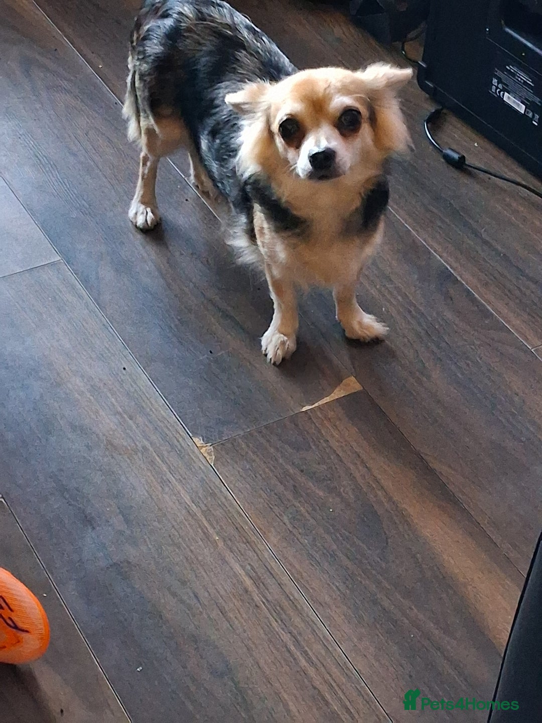 Chihuahua dogs for sale: Stunning merle - Advert 3