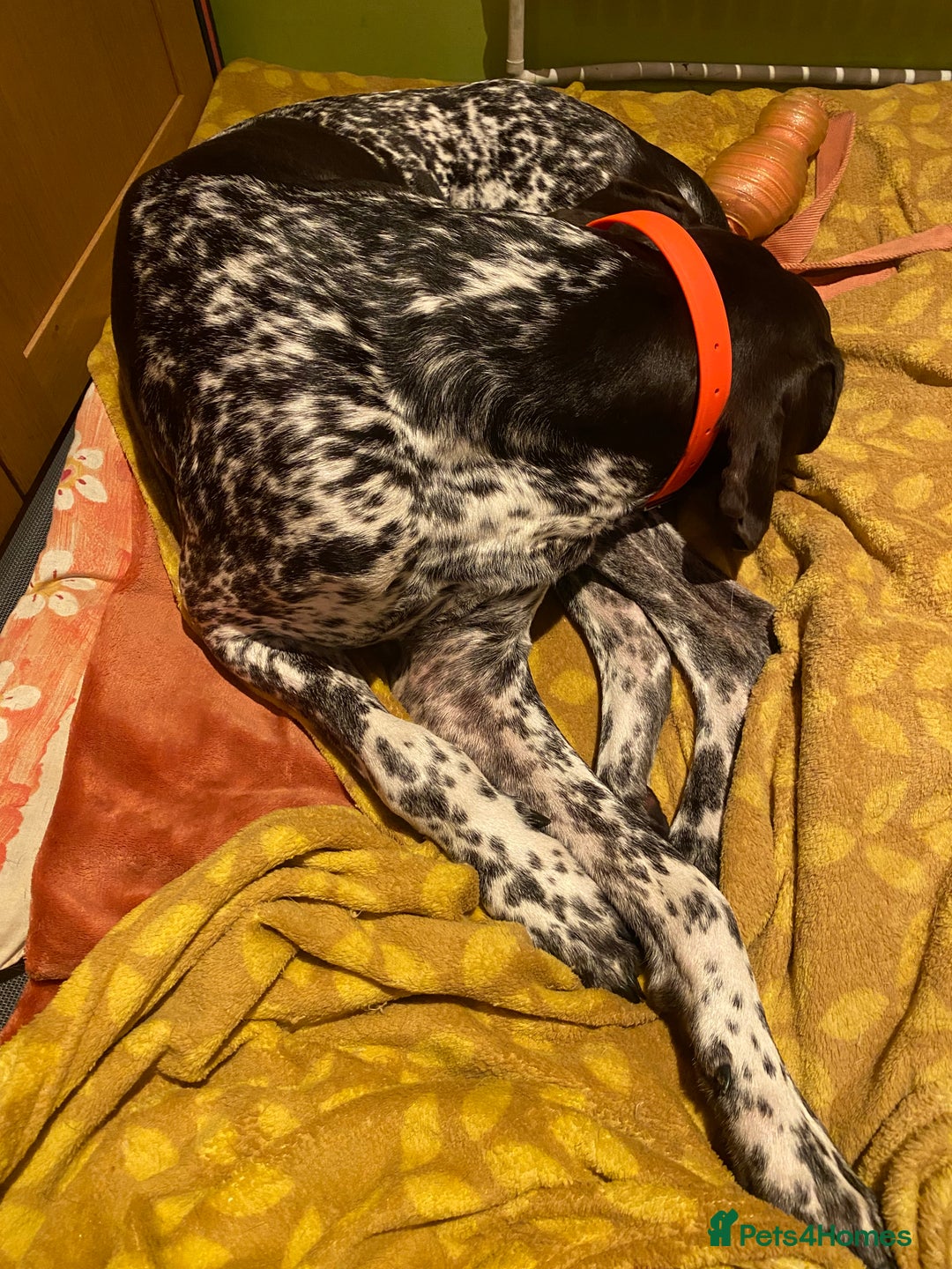 German Shorthaired Pointer dogs for sale: PERFECT TOP DOG £3500 - Advert 5