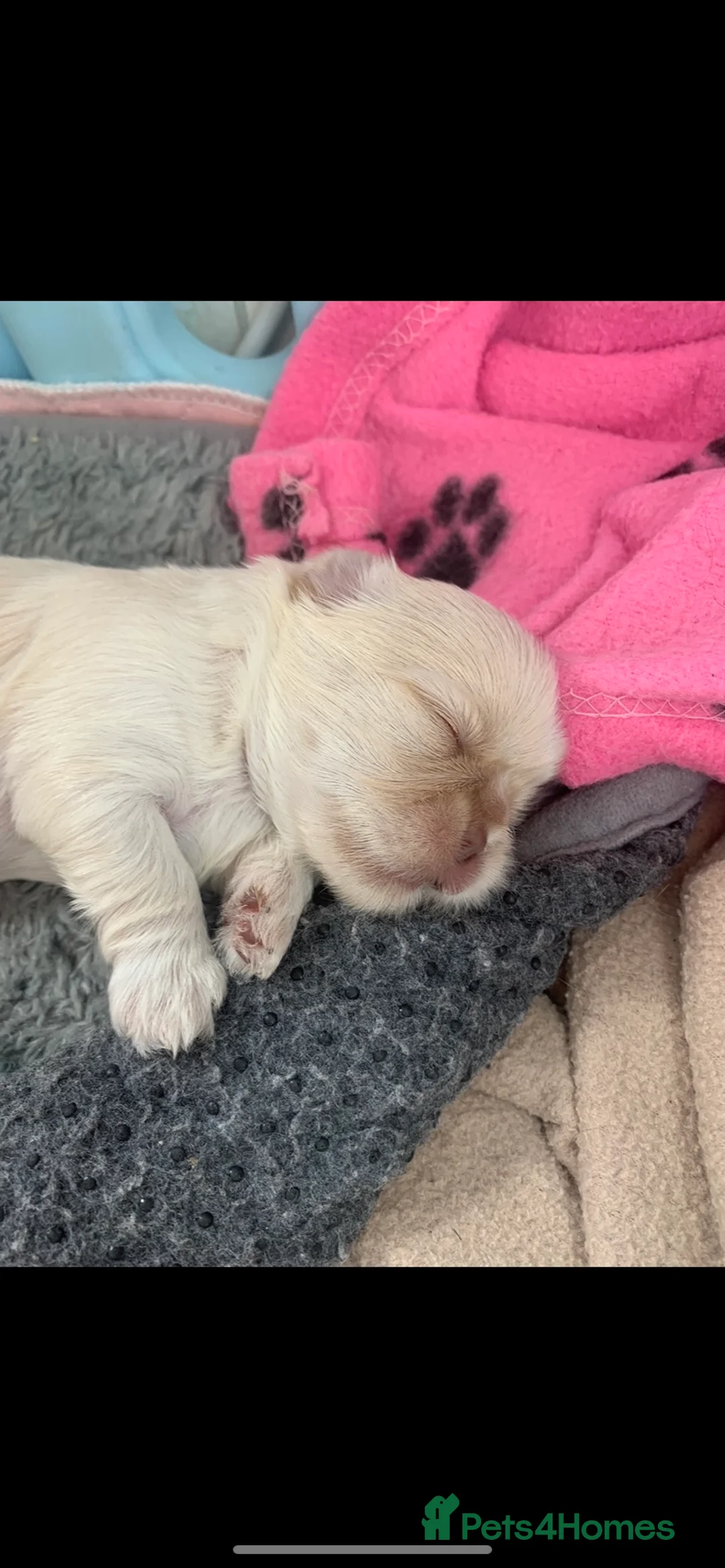 Shih Tzu dogs for stud: Lilac imperial shih tzu for stud in Clydebank - Advert 15