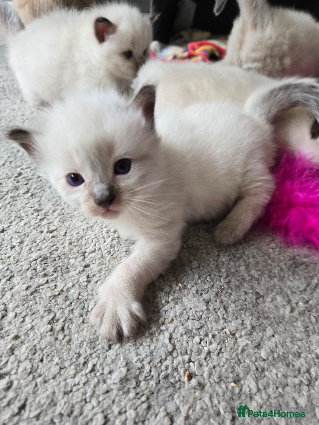 Ragdoll cats for sale: 4 Stunning Ragdolls (ready in August) in Bristol - Image 11