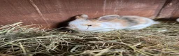 Mini Lop rabbits for sale: Mini lop bunnies - Advert 9