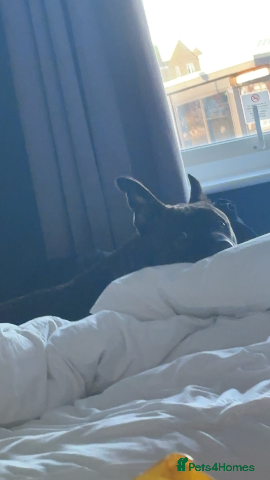 Mixed Breed dogs for sale: Zeus - Belgian malinois x Japanese Akita - Advert 2