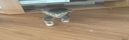 Mixed Breed cats for sale: 3 male kittens  - Advert 2