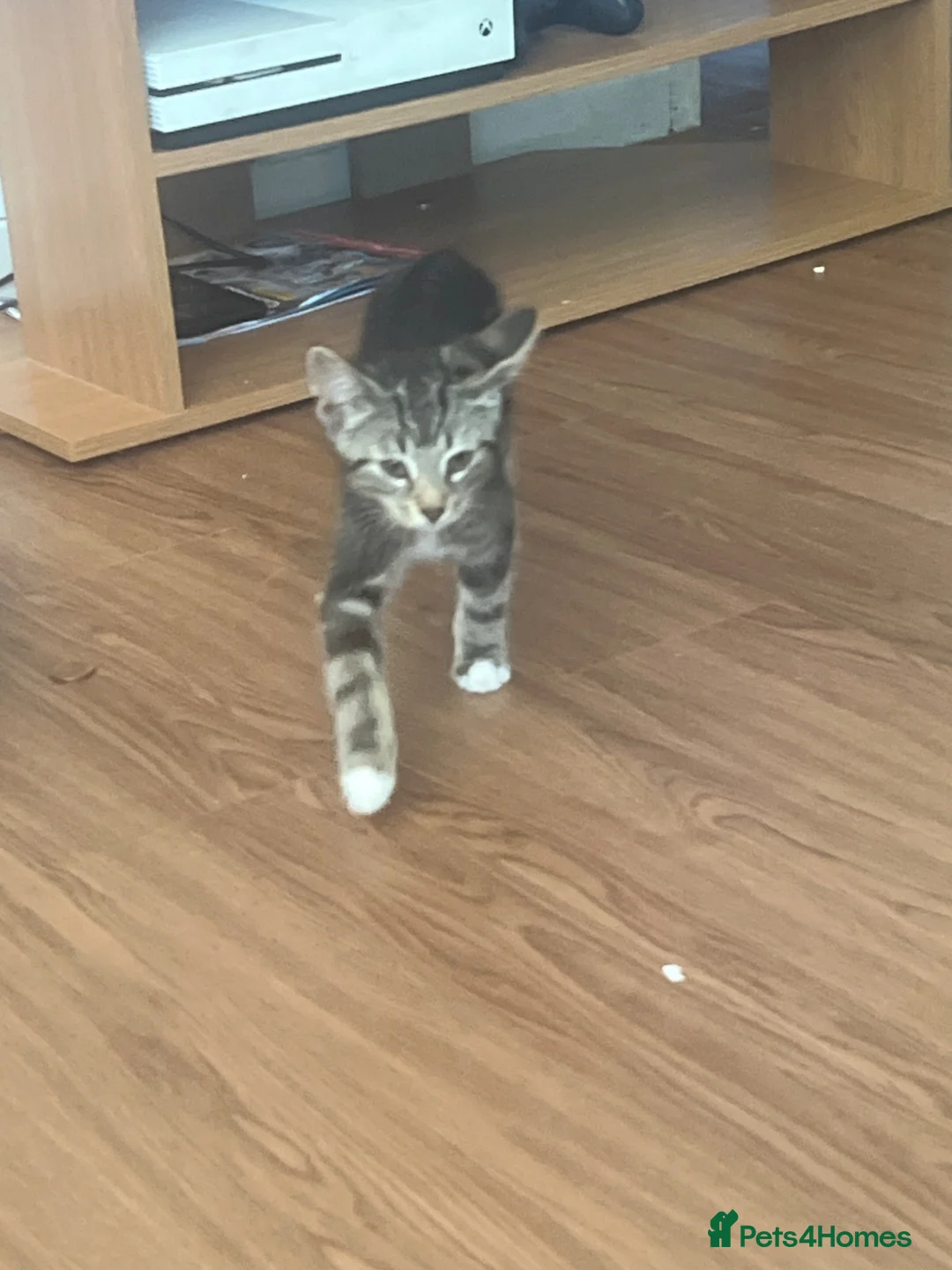 Mixed Breed cats for sale: 3 male kittens  - Advert 2