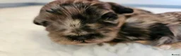 Maltipoo dogs for sale: Beautiful Blue Merle Maltipoos - Advert 11