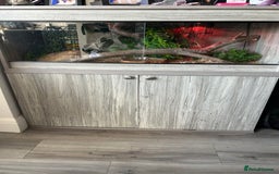 Python Snake reptiles for sale: Ball python  - Image 6