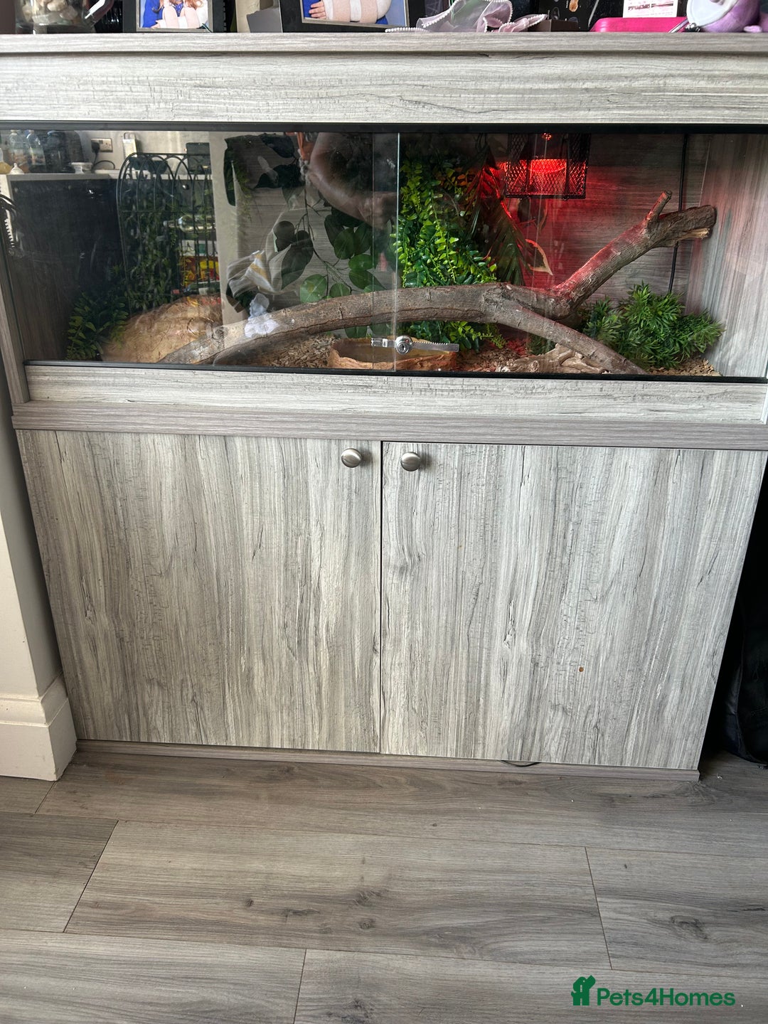 Python Snake reptiles for sale: Ball python  - Image 6