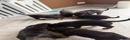 Rottweiler dogs for sale: Beautiful litter of Rottweilers in Horsham - Advert 6