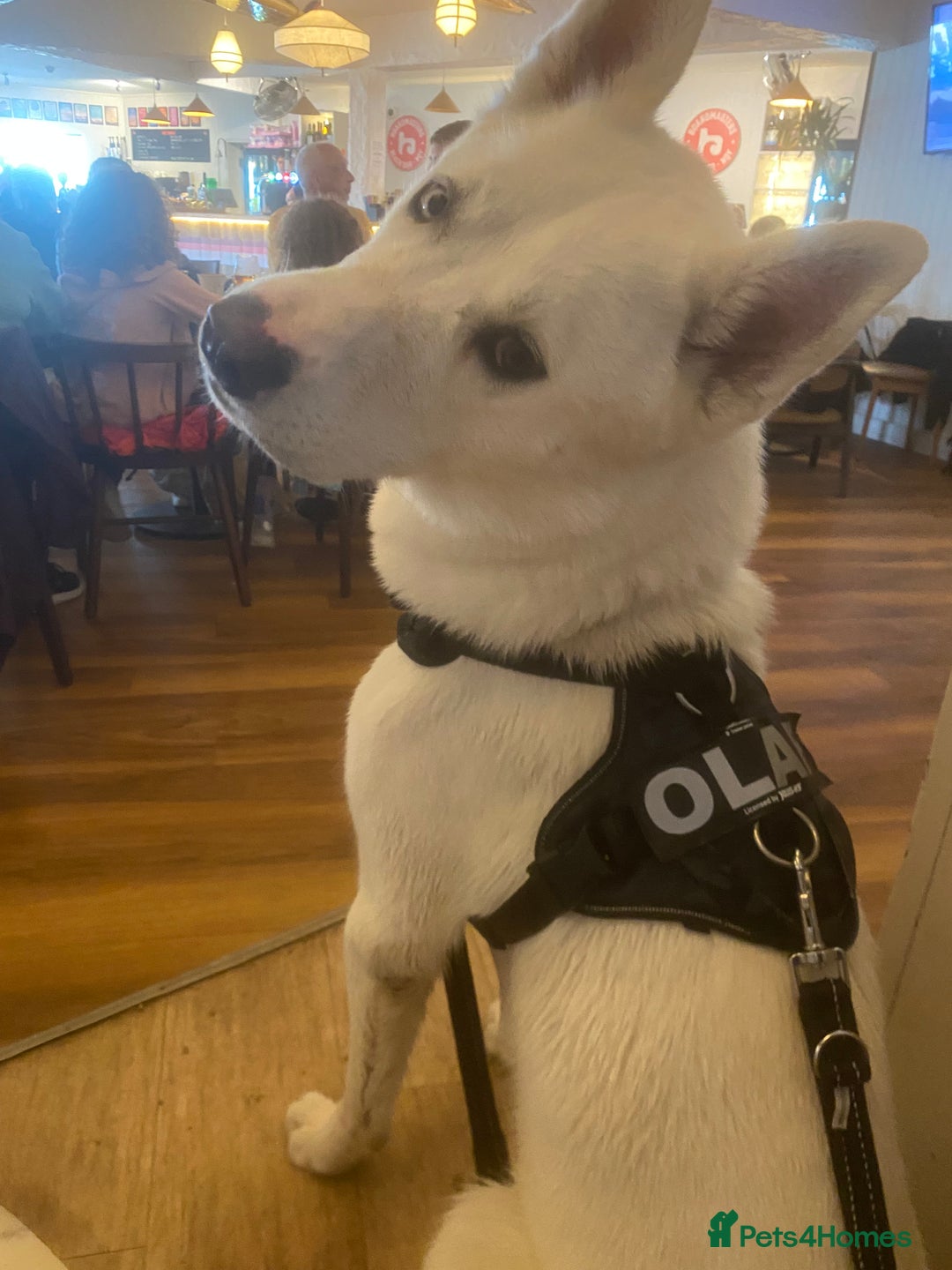 Siberian Husky dogs for stud: White husky stud - Advert 3