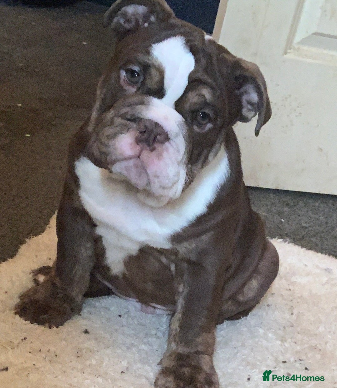 English Bulldog dogs for sale: Kc reg Chocolate bulldog for sale  - Image 1