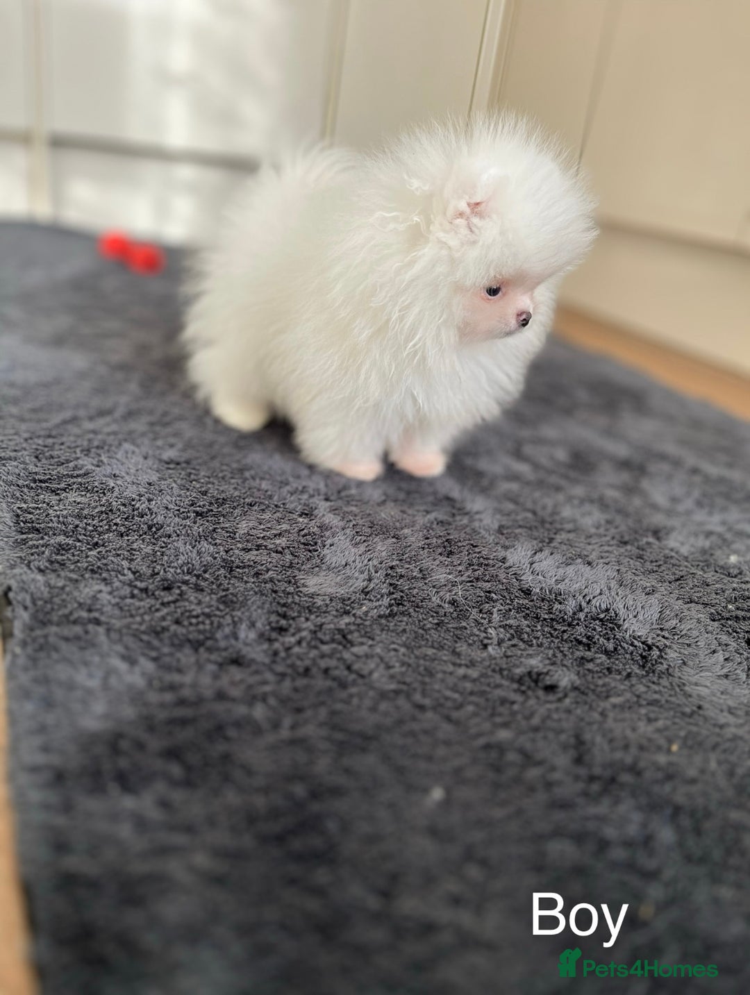 Pomeranian dogs for sale: Very Tiny🧸 Teddy Face🐻Top Quality 🔥 - Image 4