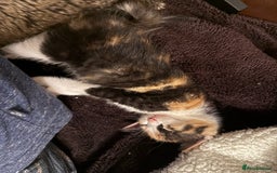 Mixed Breed cats for sale: Kittens  - Advert 5