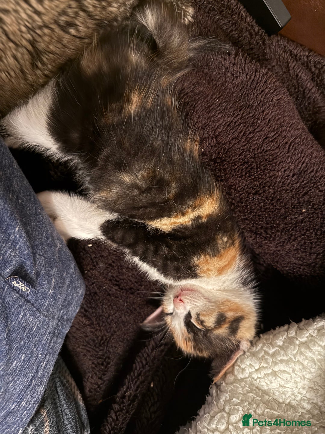 Mixed Breed cats for sale: Kittens  - Advert 5