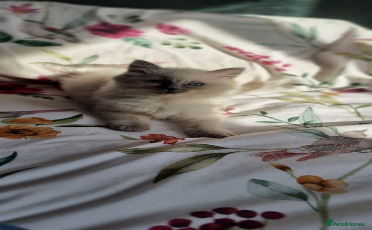 Ragdoll cats - Advert 5