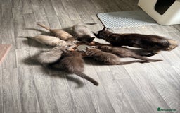 Maine Coon cats for sale: Full Pedigree Maine Coon Kittens - Image 7
