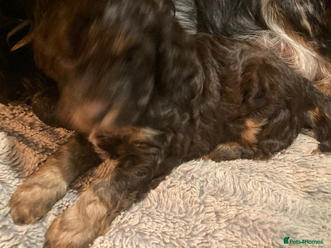 Cockapoo dogs for sale: Taking Genuine Enquired Phantom Female Cockapoo - Image 23