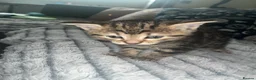 Bengal cats for sale: Beautiful Bengal cross Kittens for sale - Advert 3