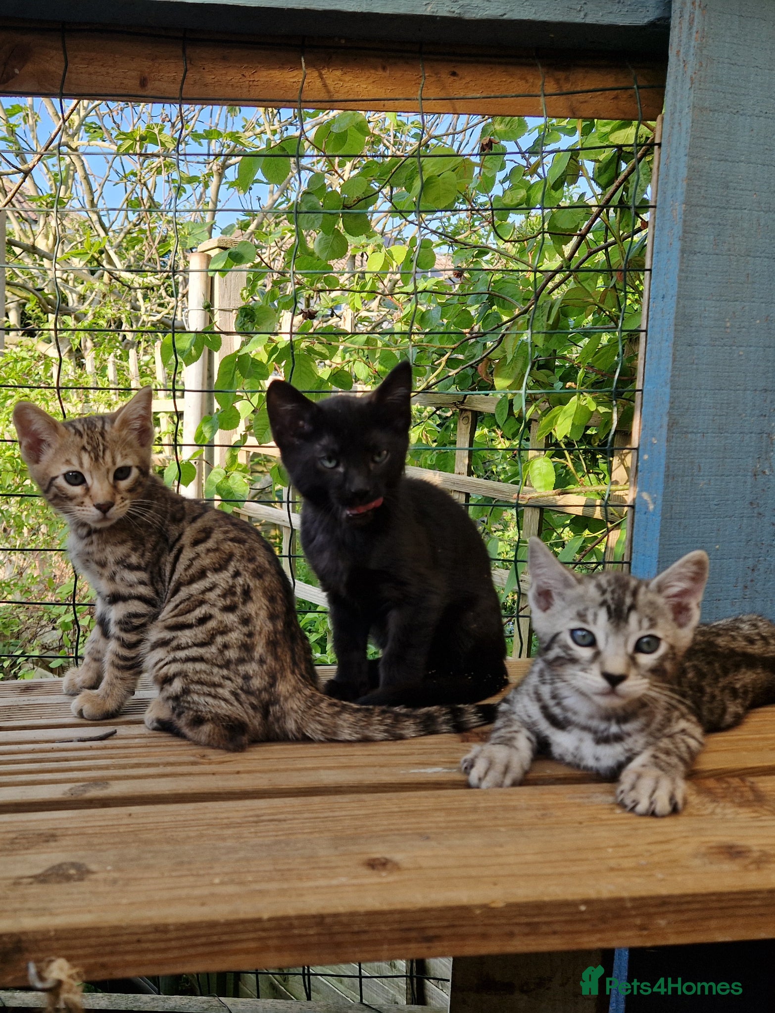 Mixed Breed cats for sale: 7/8ths Bengal, 1/8th Siamese kittens  - Advert 7