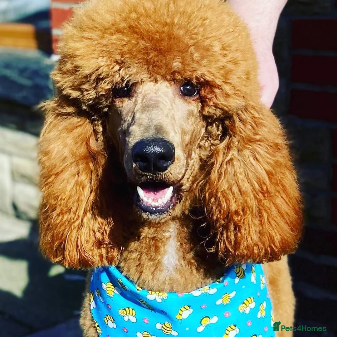 Bernedoodle dogs for sale: Top Quality BERNEDOODLE Puppies  - Advert 19