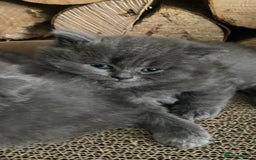 Scottish Fold cats for sale: Scottish fold kittens - Image 6