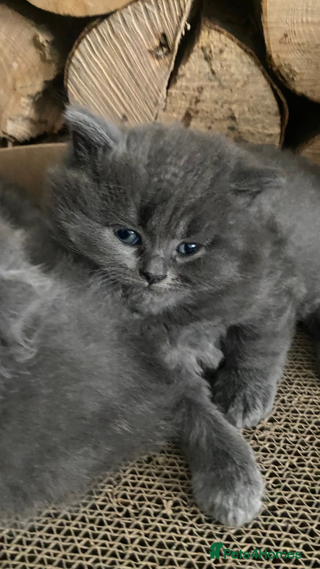Scottish Fold cats for sale: Scottish fold kittens - Image 6