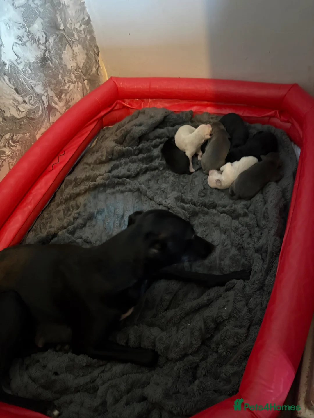 Whippet dogs for sale: Beautiful Whippet pups for sale  - Advert 3