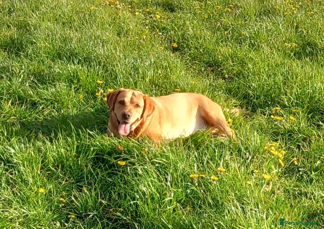 Labrador Retriever dogs Stud duties  (PROVEN) in Hengoed - Advert 15