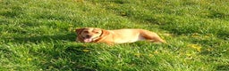 Labrador Retriever dogs for stud: Stud duties  (PROVEN) in Hengoed - Advert 3