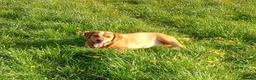 Labrador Retriever dogs for stud: Stud duties  (PROVEN) in Hengoed - Advert 3