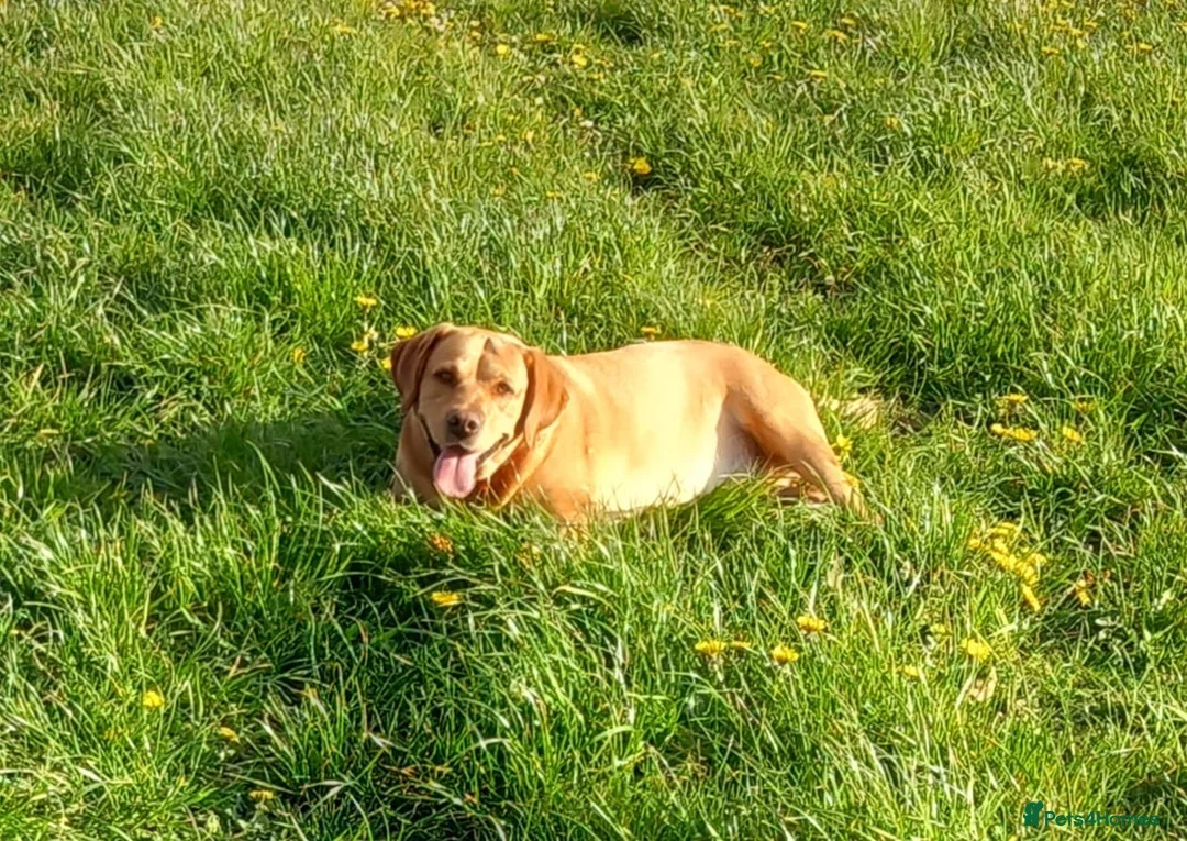 Labrador Retriever dogs for stud: Stud duties  (PROVEN) in Hengoed - Advert 3