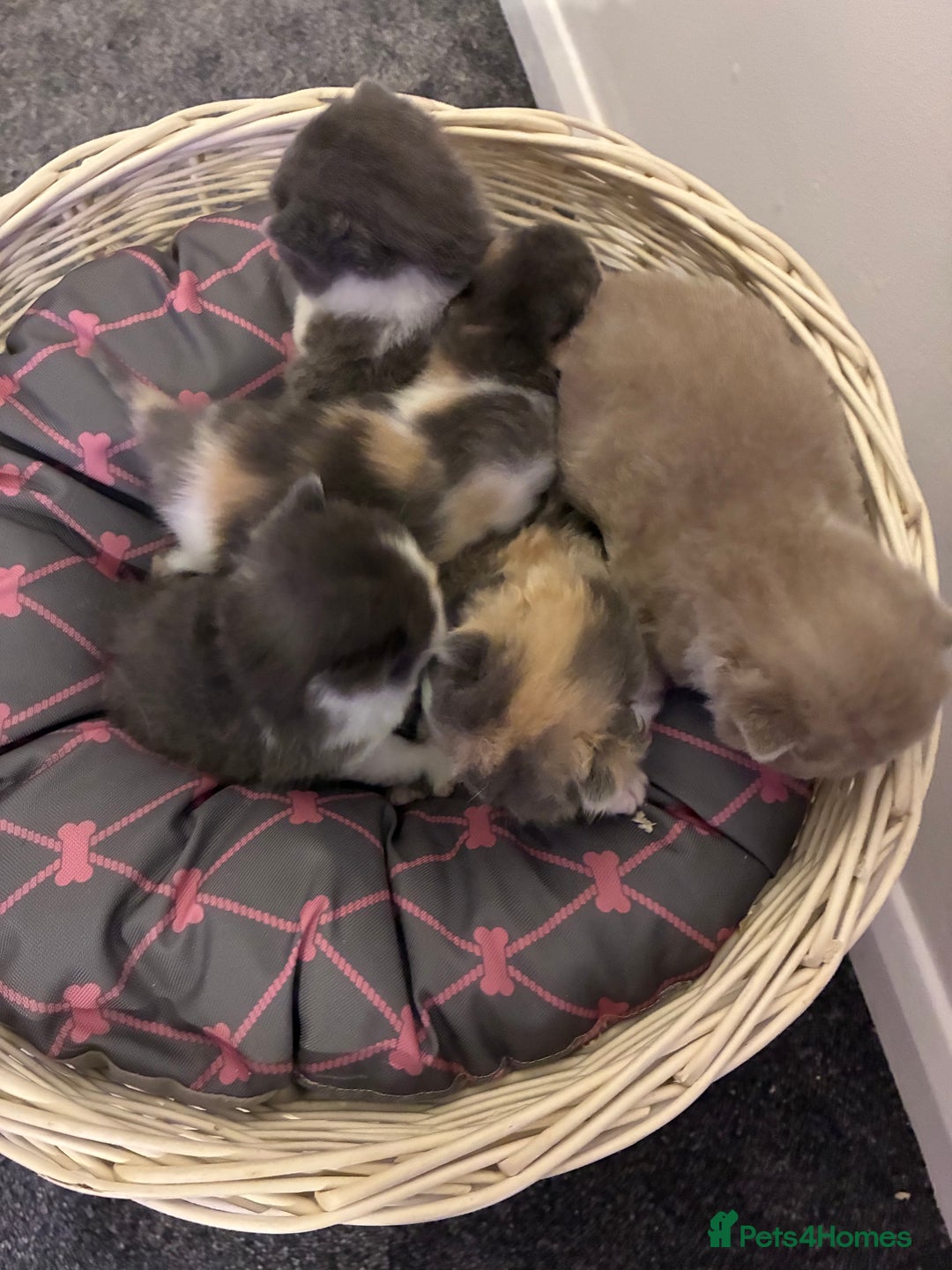 British Shorthair cats for sale: 5 BSH TICA REGISTERED KITTENS - Advert 1