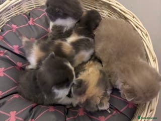 British Shorthair cats 5 BSH TICA REGISTERED KITTENS LAST 2 REMAINING - Advert 5