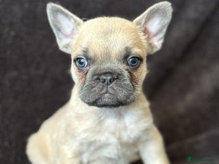 French Bulldog dogs Full fluffy frenchies - Advert 13