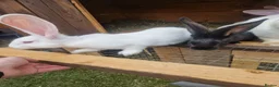 Continental Giant rabbits for sale: Continental Giants / Transylvania Giant  - Advert 1