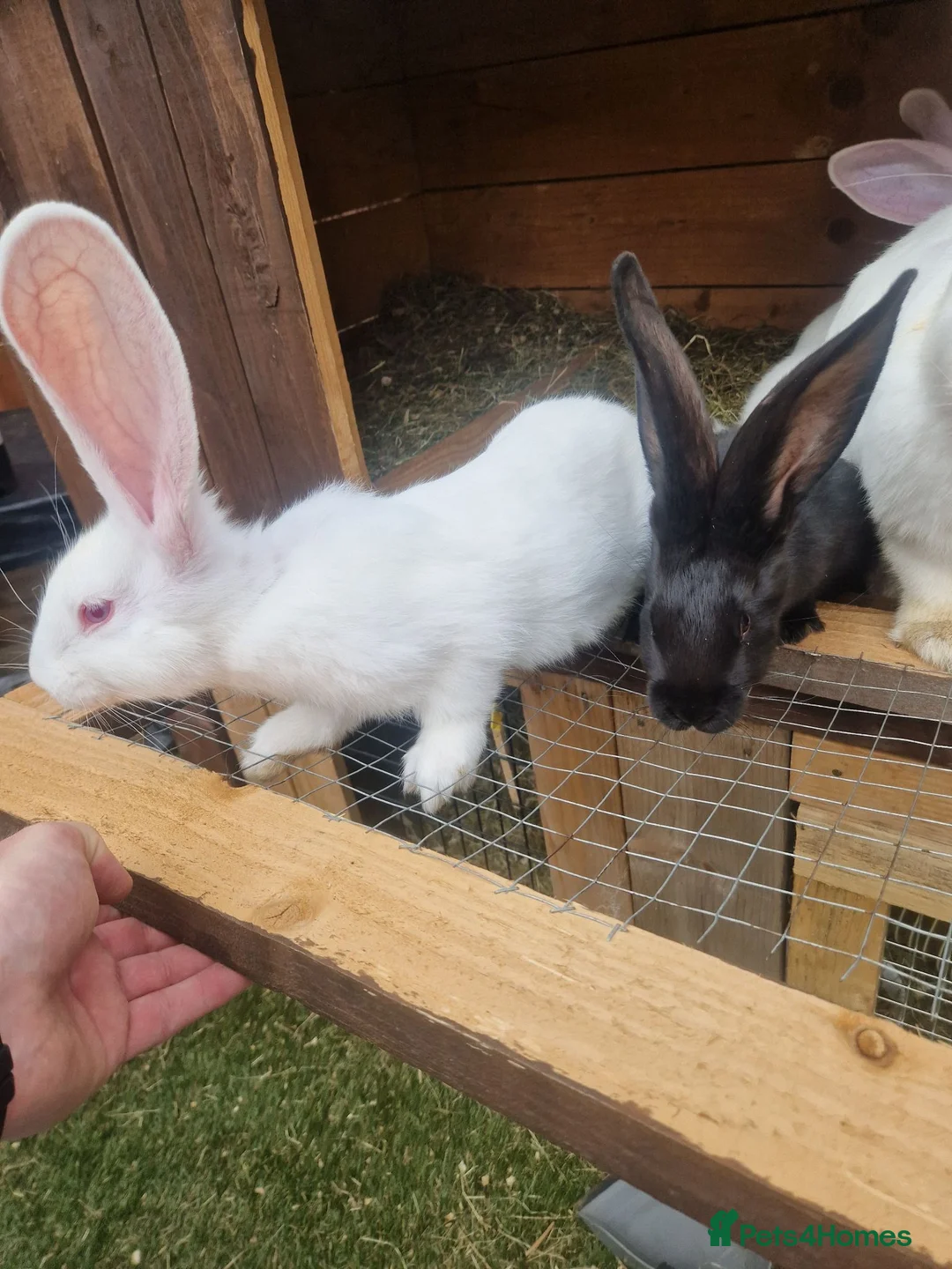 Continental Giant rabbits for sale: Continental Giants / Transylvania Giant  - Advert 1