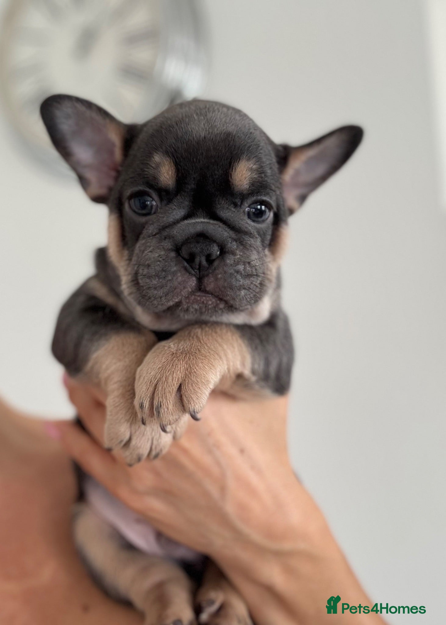 French Bulldog dogs Outstanding French Bulldog puppies  - Advert 2