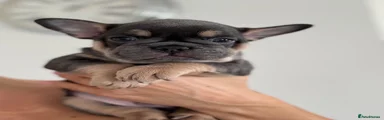 French Bulldog 5