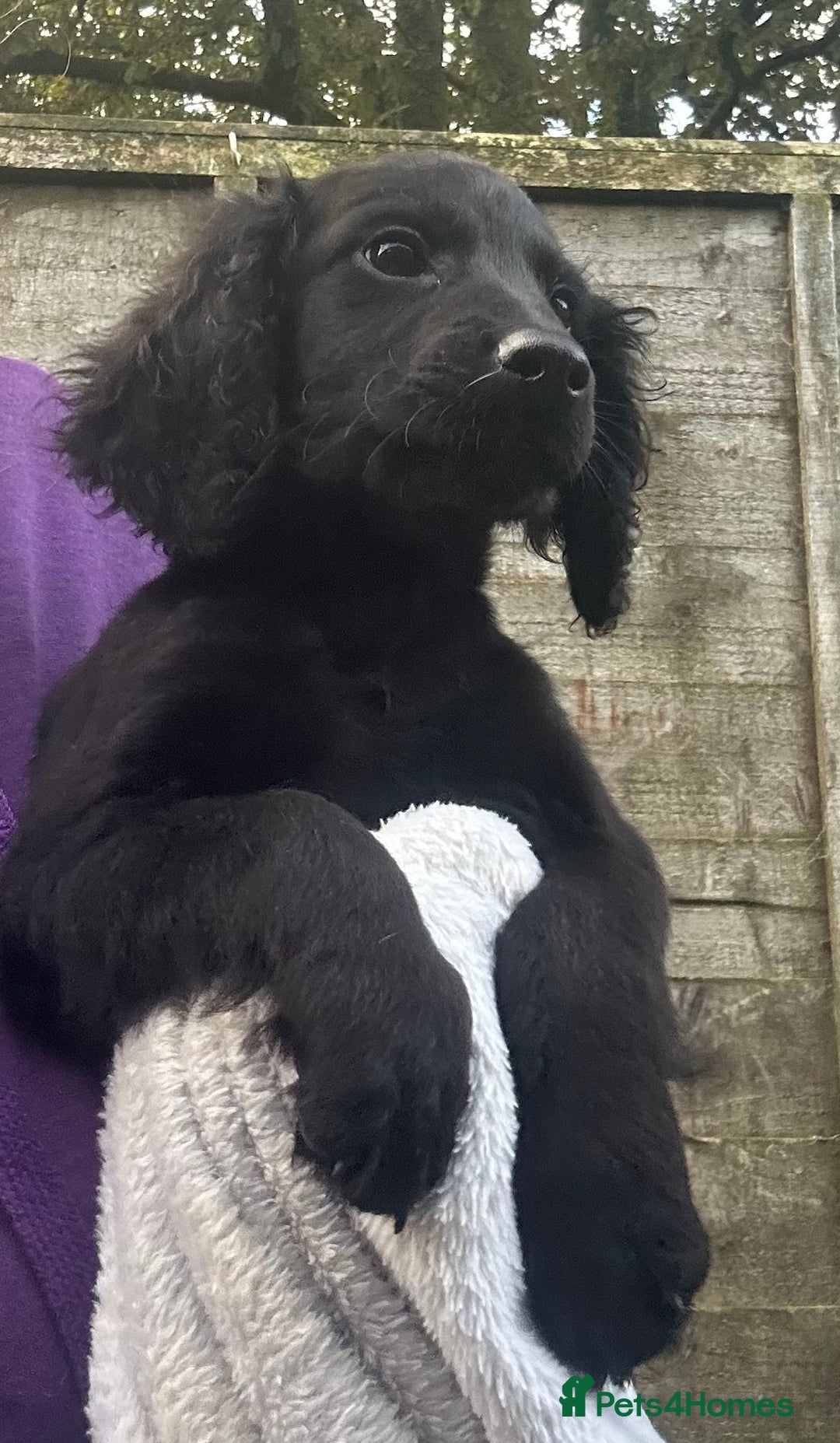 Cockapoo dogs for sale: F2B Cockapoo Puppies - Image 15