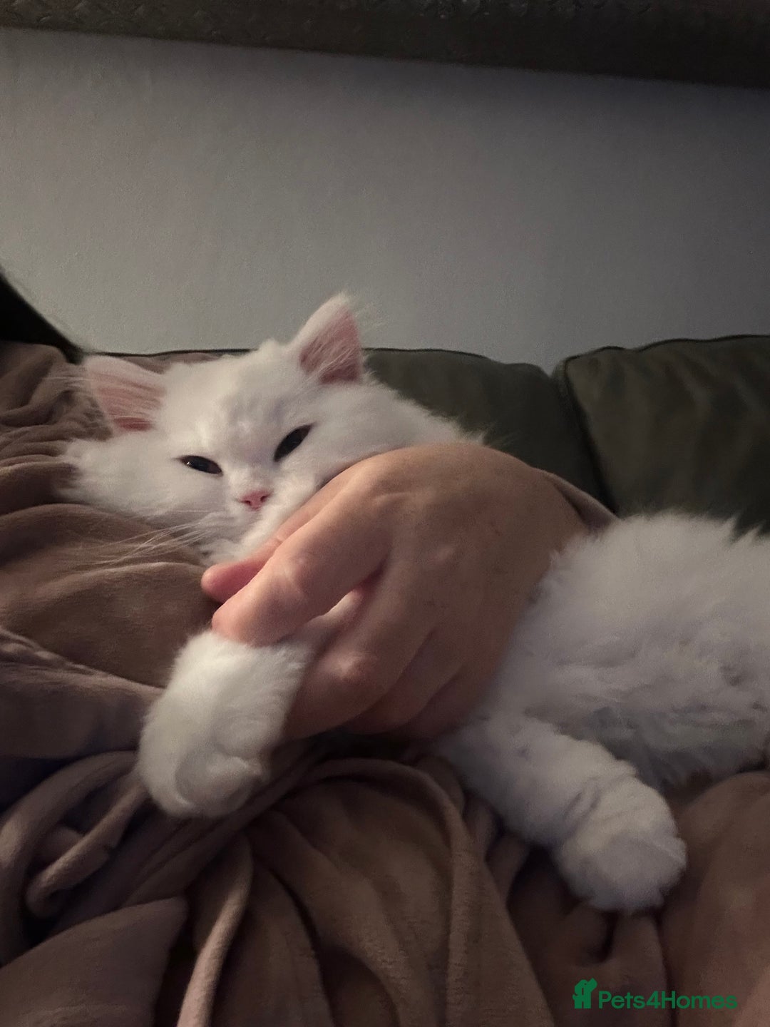 British Longhair cats for sale: Male British longhair - Image 5