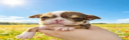 English Bulldog dogs for sale: English bulldog puppies  - Advert 7
