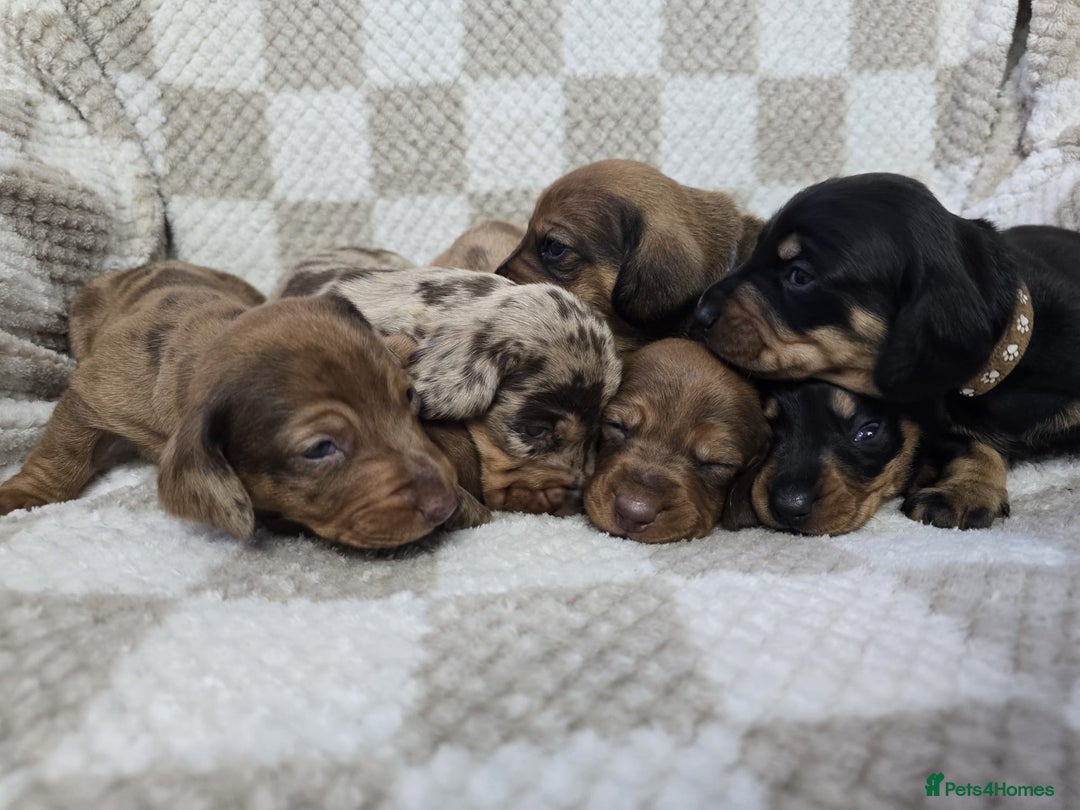 Dachshund dogs for sale: KC Standard Dachshund puppies ! - Advert 5