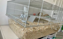 Gerbil rodents for sale: Two gerbil males - Image 3