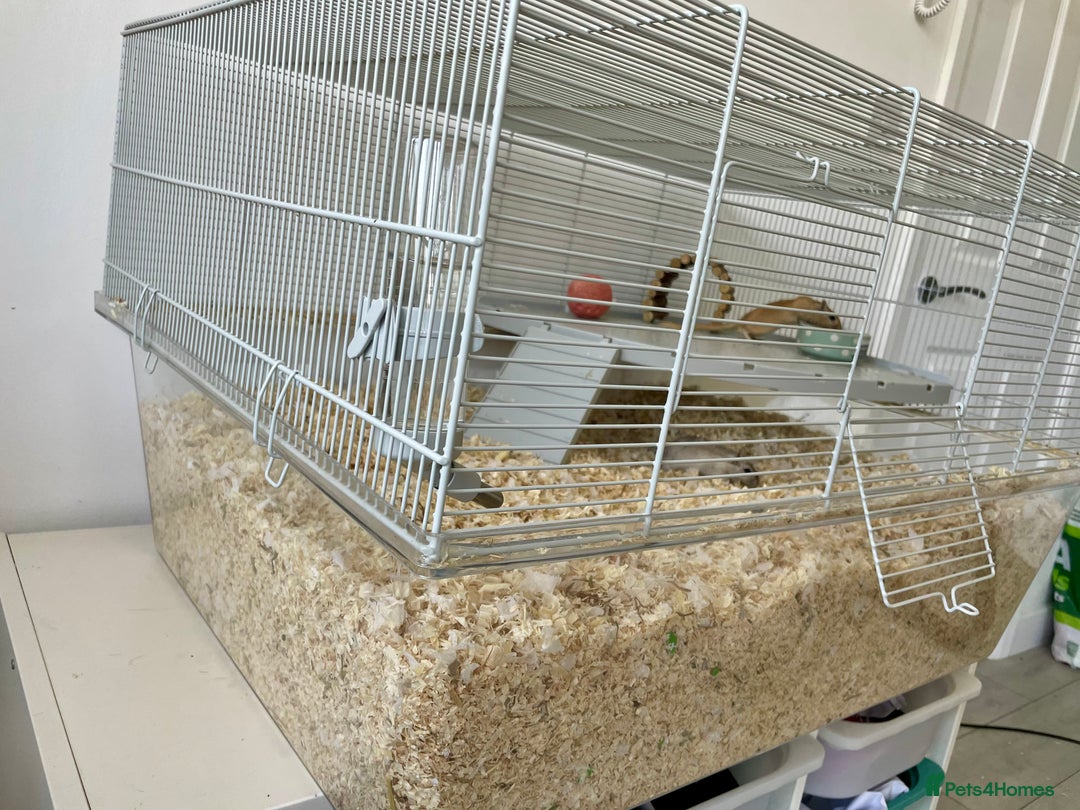 Gerbil rodents for sale: Two gerbil males - Image 3