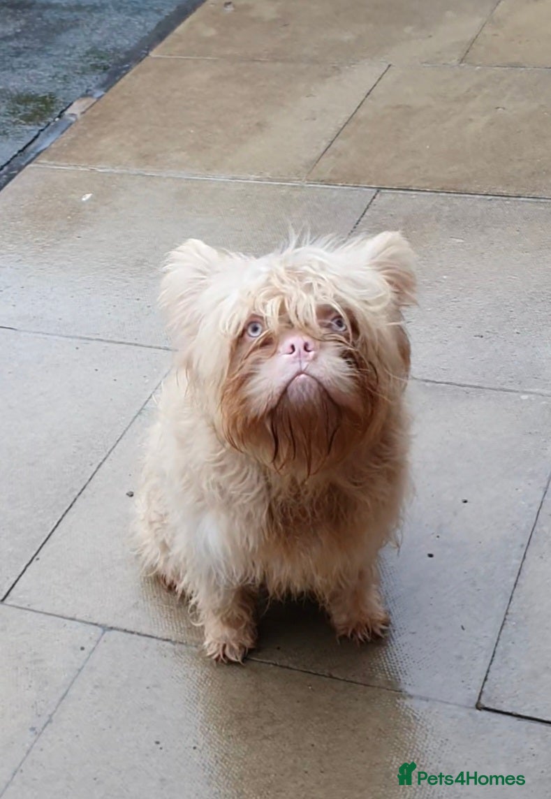 French Bulldog dogs Floodle frenchy Pink and Tan carry Isabella,Husky  - Advert 1