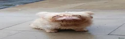 French Bulldog dogs for stud: Floodle frenchy Pink and Tan carry Isabella,Husky  - Advert 1